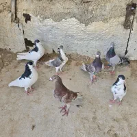 چندجفت کفتر|پرنده|شیراز, شیخ علی چوپان|دیوار