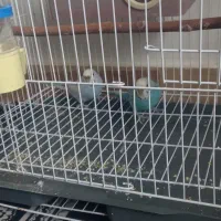 مرغ عشق|پرنده|ماکو, |دیوار