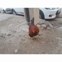 خروس ومرغ وبوقلومون کردی|حیوانات مزرعه|سرپل ذهاب, |دیوار