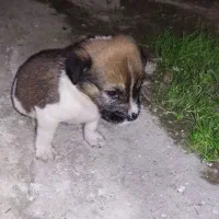 واگذارتوله دورگ سرابی