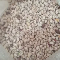 حبوبات