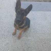 سگ ژرمن