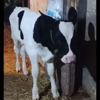 گاو شیری باگوساله هلشتاین