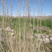 صنوبر ۵تومان