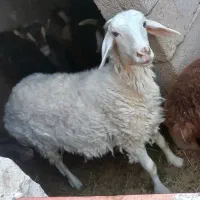 میش