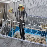 عروس هلندی۲ عددسخنگو