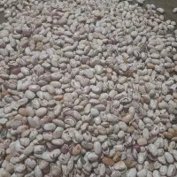 لوبیا چیتی مرغوب