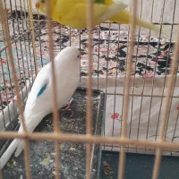 مرغ عشق|پرنده|بهار, |دیوار