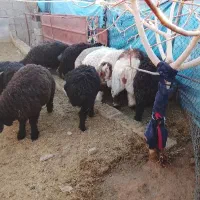 فروش تعدادی بره نر چاق*