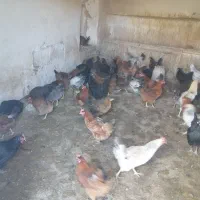 مرغ تخم گذار گلپایگان 9ماه جوان|حیوانات مزرعه|مهدی شهر, |دیوار