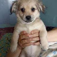 توله اشپیتز