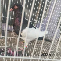 ماده یهودی|پرنده|هامون, |دیوار