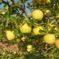 سیب درختی قرمز  و زرد