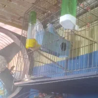 پرنده مرغ عشق|پرنده|کرج, اسلام‌آباد|دیوار