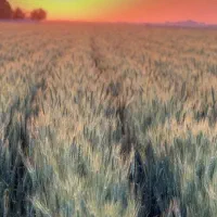 گندم آبی پیشگام