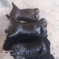 هیزه