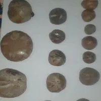 انوع فسیل ستاره دریای