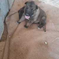 توله سگ ژرمن گمشده در عینک