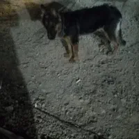 واگذاری سگ هاسکی نر بعلاوه سگ ژرمن شپرد ماده
