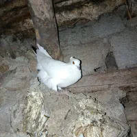 قیمت 500تومن