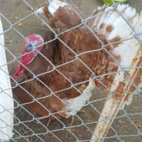 بوقلمون بوربون