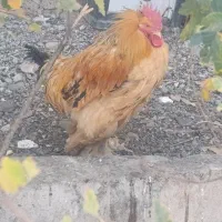 مرغ وخروس برهما