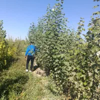 بزرگترین مجموعه تخصصی انـواع نـهــال تضــمین شده