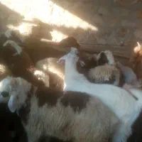 تعدادی بره نر وماده و کهر ه نر|حیوانات مزرعه|جم, |دیوار