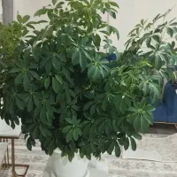 یک عدد گل خانگی طبیعی و زیبا