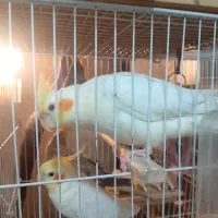 عروس هلندی اروم و سرحال