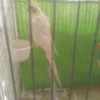 عروس هلندی