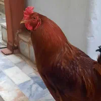 خروس چل تاج