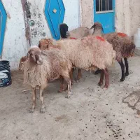 پنج راس میش کردی جوان گله گرد