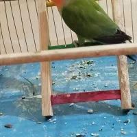 کوتوله برزیلی|پرنده|تهران, دبستان|دیوار