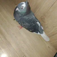 شازده کاشانی پرشی|پرنده|جیرفت, |دیوار