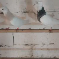 کبوتر طوقی|پرنده|رشت, رودبارتان|دیوار