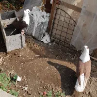 فروش کبوتر کربلایی کله سفید|پرنده|انبارآلوم, |دیوار