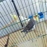 یک جفت عروس هلندی مولد|پرنده|رومشکان, |دیوار