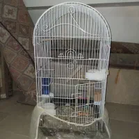 قفس پرنده