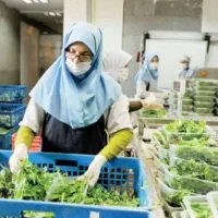 جذب نیروی خانم برای کارگاه سبزی