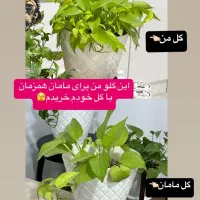 گل گیاه|گل و گیاه طبیعی|بهارستان, |دیوار