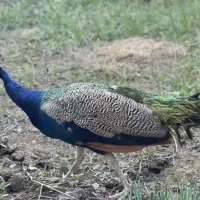 طاووس ۱ ساله هندی و مصری