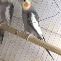 جفت عروس مولد نر سخن گو