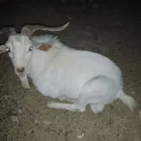 نر بز سانن اصل