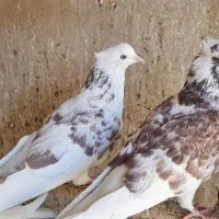 چندتا جوجه گرفتنی و ی جفت نرو ماده حسابی|پرنده|قم, آزادگان|دیوار