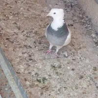 نر طوقی سبز