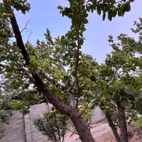 باغچه شهرکی سنددار تهاتر با واحدو خودرو/مالک معتبر|فروش زمین و ملک کلنگی|محمدشهر, ولدآباد|دیوار