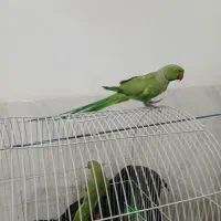 طوطی ملنگو|پرنده|اژیه, |دیوار