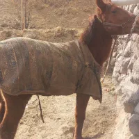 کره اسب نریان کرد چکی|اسب و تجهیزات اسبسواری|آوج, |دیوار