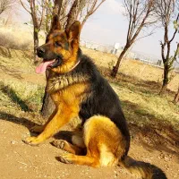 سگ ژرمن شپهرد فوول اصالت ،نر